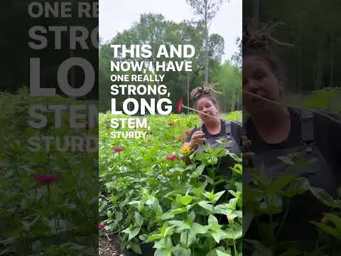 Growing Zinnias for Cut Flowers?  Watch This for Tips on Getting the Longest, Strongest Stems!