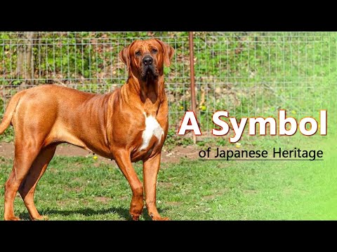 Tosa Inu: A Symbol of Japanese Heritage