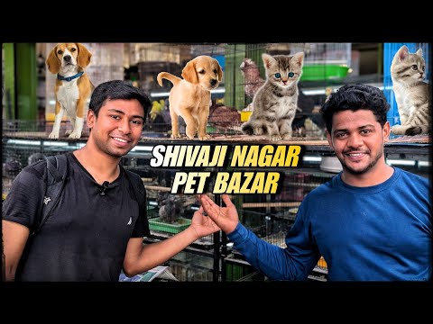 Bangalore shivajinagar pet market all varieties of animals available full detail video