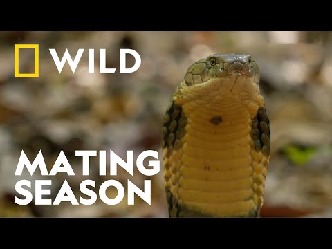 The Dangers of the King Cobra's Mating Ritual | Snakes in the City | National Geographic WILD UK