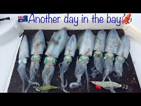 Solo Squid fishing in the bay  /FISHING / SQUID / JIGGING / WEST AUSTRALIA 🇦🇺🦑