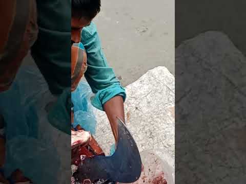 Amazing Fish Cutting Style !! fish cutting bengali style