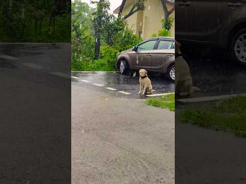 Waiting for a friend to play #DogLovers #RainyDayFun