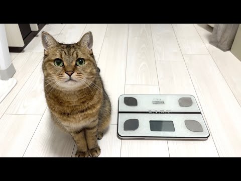 まん丸コロコロのうちの猫が遂にダイエットに成功しました…