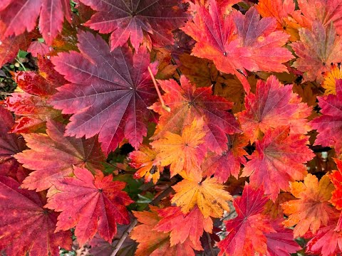 Acer pseudosieboldianum ssp takesimense Wild Collected Maple