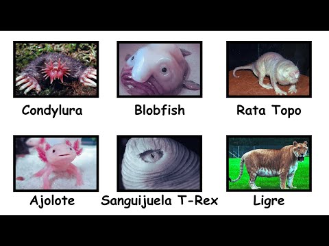 ALL PROHIBITED ANIMALS explained in 12 minutes