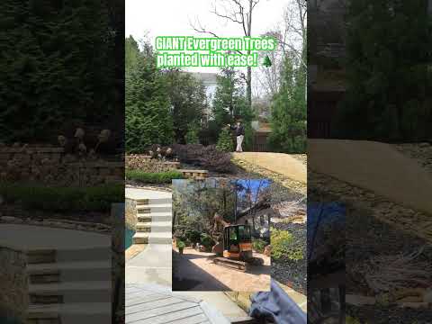 GIANT Evergreen trees planted for privacy with ease #excavator #tree #landscape