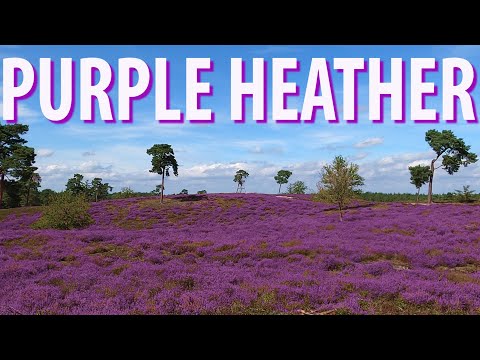 Purple Heather of Maasduinen National Park