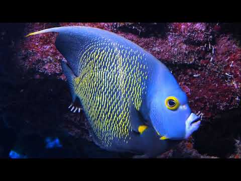 Facts: The French Angelfish