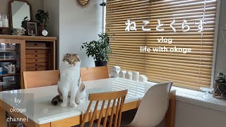 Life with a cat starts with breakfast/Cute goods I bought recently(CATVLOG)