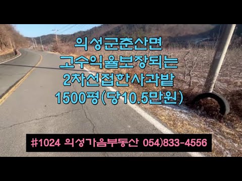 #1024 의성가음부동산 2차선접한 수확많은 사과밭 1500평 1.53억 (당10.5만원) 창고포함 모양반듯 관리상태^ 전기 상수도가능 마을근처 다용도땅 귀농귀촌 #의성땅#과수농장