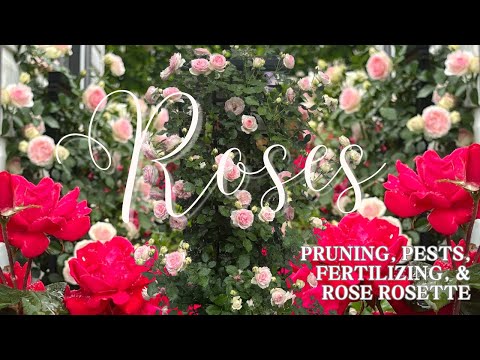 Rose Care For Beginners From Pruning To Disease and EVERYTHING Between | The Southern Daisy