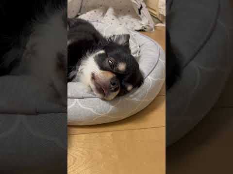 目を開けて寝てる⁈#shorts #チワワ #dog #犬のいる生活 #犬 #chihuahuas #pet #cutedogshortvideo