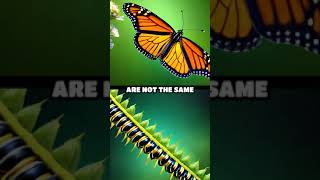 The Amazing Migration of the Monarch Butterflies