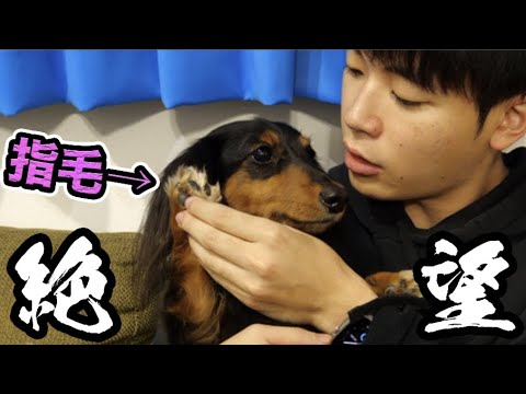 毛のカットが怖すぎる犬くんが可愛い【絶望】