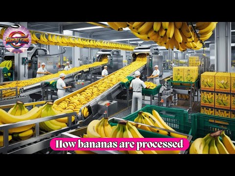 What I Learned from Visiting the Worlds LARGEST Banana Factory