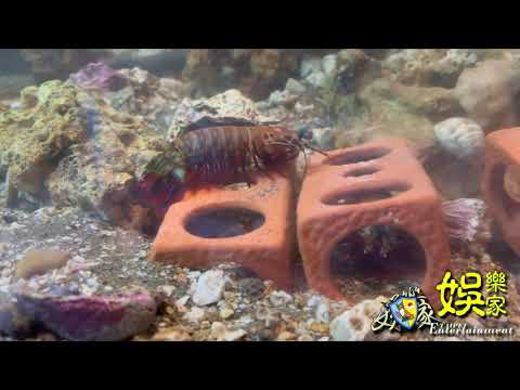 Baby雀尾螳螂蝦 單挑 其他蝦蝦 厲害 🦐 皮皮蝦🦐😂😂 蝦蛄🦐Mantis shrimp 海地生物殺手 自帶慶記的殺手🥷#OriginMedia2030#自動觀看 #原創傳媒株式會社2030