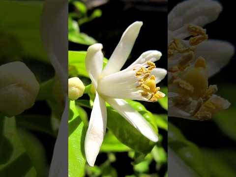 Propagating a Lime Tree with Moringa Branches: The viral gardening trend you need to know.