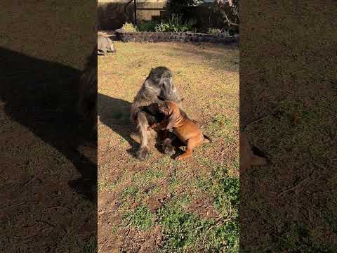 A Baboon and Puppy friendship! 🥰😍