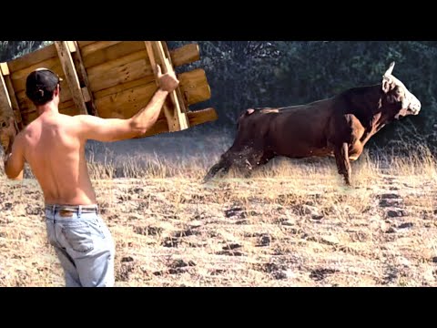 Desert Cabin Day in the Life 2 (Free Range Bulls & Pallet Hunting) ASMR