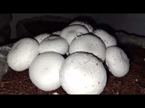 Mushroom ki jankari Mushroom farming Live Call conference with Manipur STUDENT #Mushroom