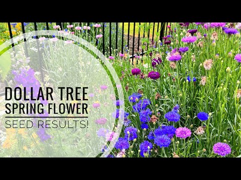 Amazing Dollar Tree Flower Seeds: Watch the Incredible Before and After!