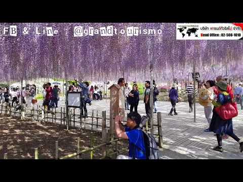 Ashikaga Flower Park สวนดอกไม้ อชิคางะ ชมดอกวิสทีเรีย