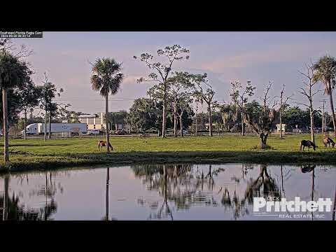 Southwest Florida Eagle Cam #3