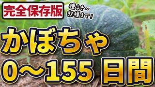 【完全保存版】かぼちゃ栽培！0~155日間【土づくり👉収穫まで】失敗しないポイントを一気に紹介！