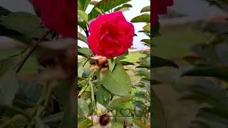 Rose 🌹 #shorts ##tiktokvideo #tiktok #titanic #valuepackelitepass #whatsappstatus #whatsappvideo