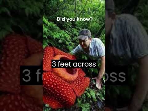 "Rafflesia Arnoldii: Exploring the World's Giant Flower and its Unique Corpse-like Bloom"