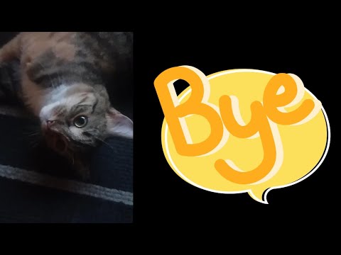 Bucky Bucks: Adorable Moments You Can't Miss! #CatsOfYouTube #FunnyCats @Sukoto140