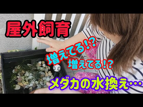 [金魚]　[メダカ]　久しぶりにメダカの水換えしました。あら〜なんか変…