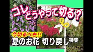 【園芸】今するべき！夏のお花 切り戻し特集！ペンタス、トレニア、千日紅等々 人気の夏のお花 手入れ方法を詳しく解説！