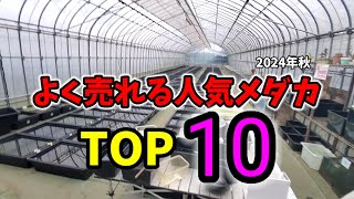 よく売れる人気メダカ【TOP10】めだか屋うなとろふぁ～む2024！パンドラ.三色和墨RLF.カエル.紅ほっぺ.アース紅白.大和紅帝.安らぎAQUAちゃんねる