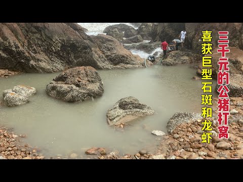 【阿向趕海】價值3000的公豬打窩 擒獲巨型石斑 價值上千的懷孕龍蝦直接放生