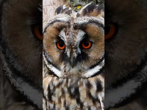 Long-eared Owls Expanding Facial Disc     #shorts #shortsvideo - Asio otus