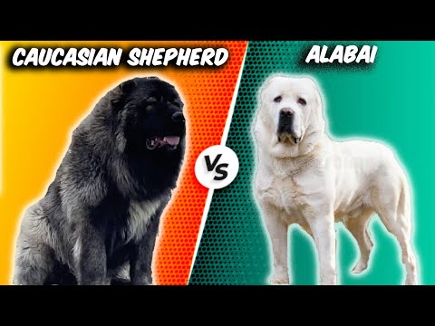 Caucasian Shepherd VS Alabai-Comparison