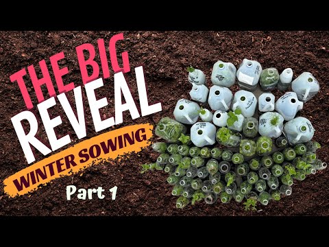 Part 1 WINTER SOW-prise🌱 My Spectacular Seedling Reveal 2023-| The Southern Daisy 🌼