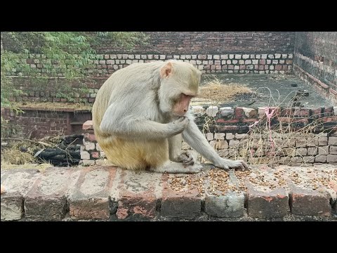 Bandar wala | monkey video | bandar bandar | bandar wala cartoon | bandar | bandar wala comedy