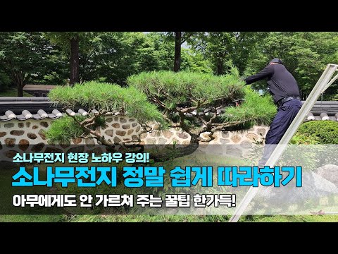 소나무전지 현장노하우 강의! 소나무전지 정말 쉽게 따라하기.. 아무에게도 안가르쳐 주는 꿀팁 한가득!