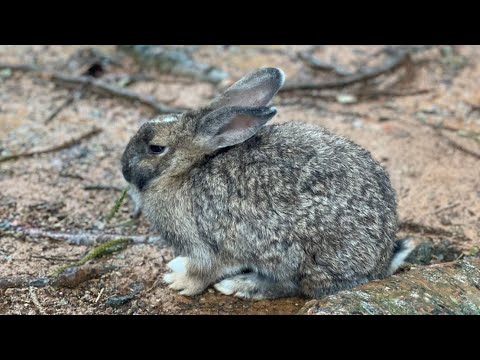 うさぎさん　むちゃ近くで見られるよ🐰　沖縄東南植物楽園　Rabbit in Okinawa