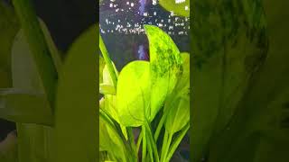 #bettafishlove #bettafishlove #aquariumtanks