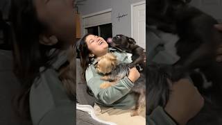 🥹#viral #fyp #shorts #dogdays #tiktok #reels #trendingvideo #youtube #reaction #dogmom #wholesome