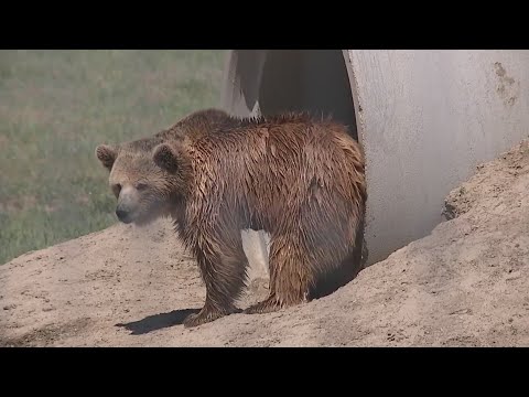 Animal Sanctuary rescues former volunteer bereft of home in LA fires