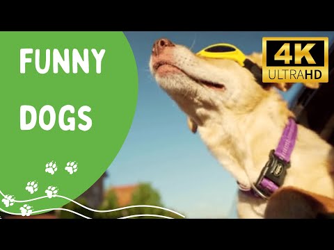 Hilarious Reactions of Dogs: The Funniest Dog Moments You Can't Miss - Animal Kingdom