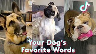 21 Dogs React to Hearing Their Favorite Words | TIkTok Challenge Compilation | Daily Paws