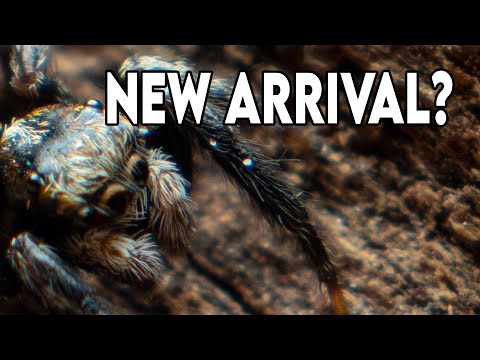 I've Been Waiting a While for this Species... [UNBOXING]