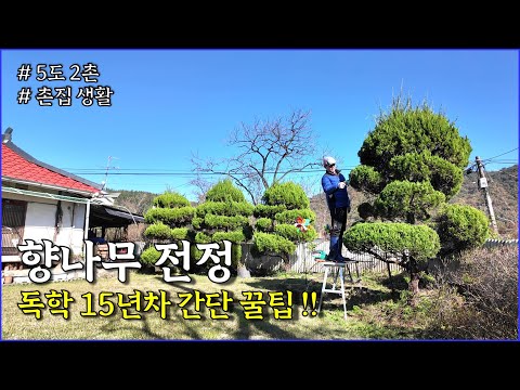 향나무 전정 꿀팁 / Juniper pruning, rustic, countryside