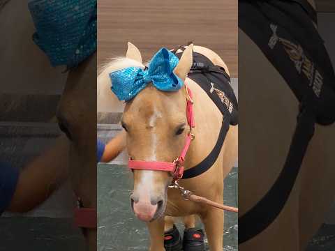 cute horse with hair bow #horse #cute